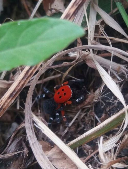 Eresus sp. - Val d''Aosta